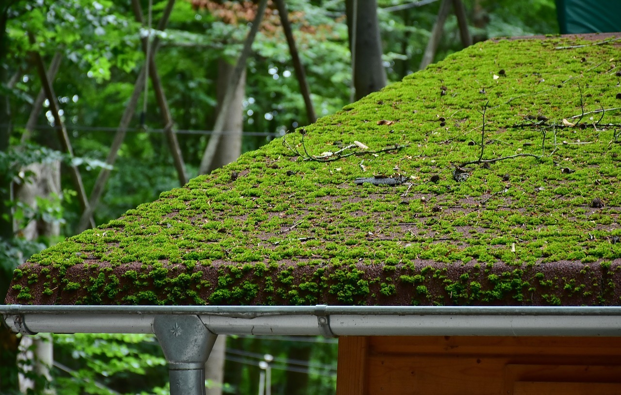 Sedumtak – anlägg ett grönt tak